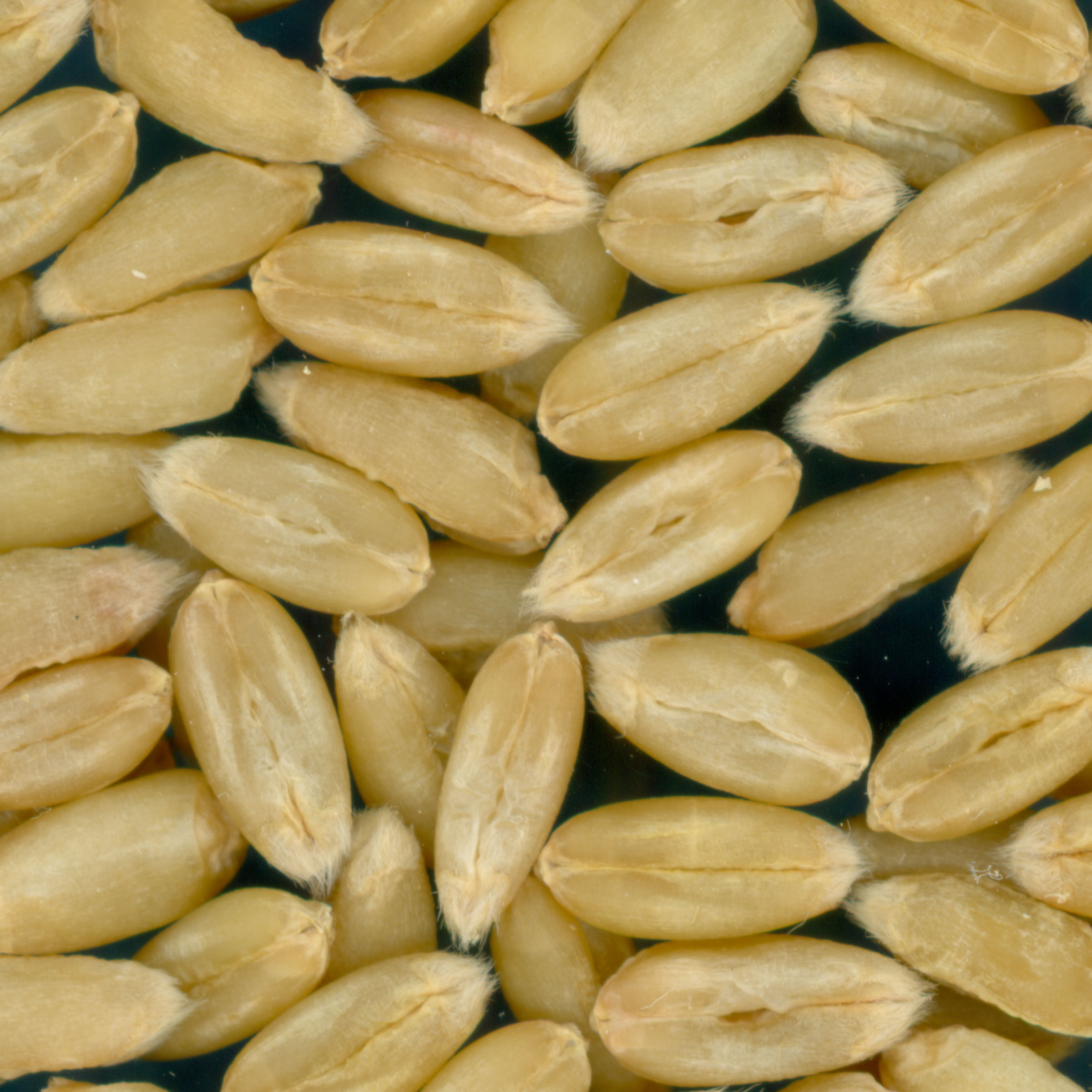 Click for 2 image(s) for this accession. KERNELS